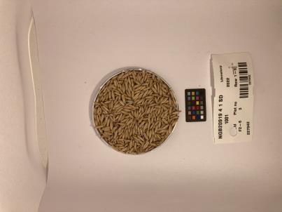 Click for 1 image(s) for this accession. SEED